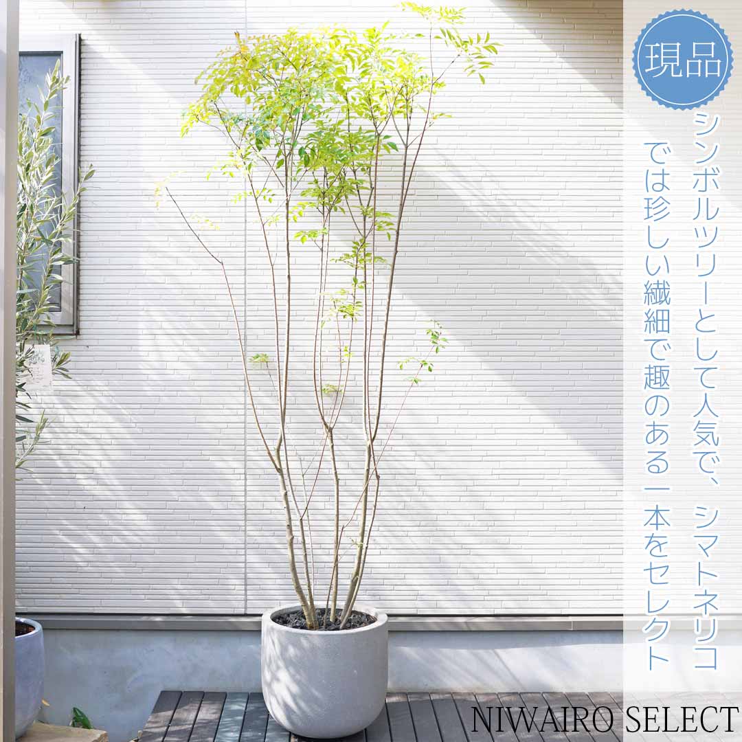 楽天市場】鉢植え【シマトネリコ】 株立ち 自然樹形 全高H≒210 × 枝張