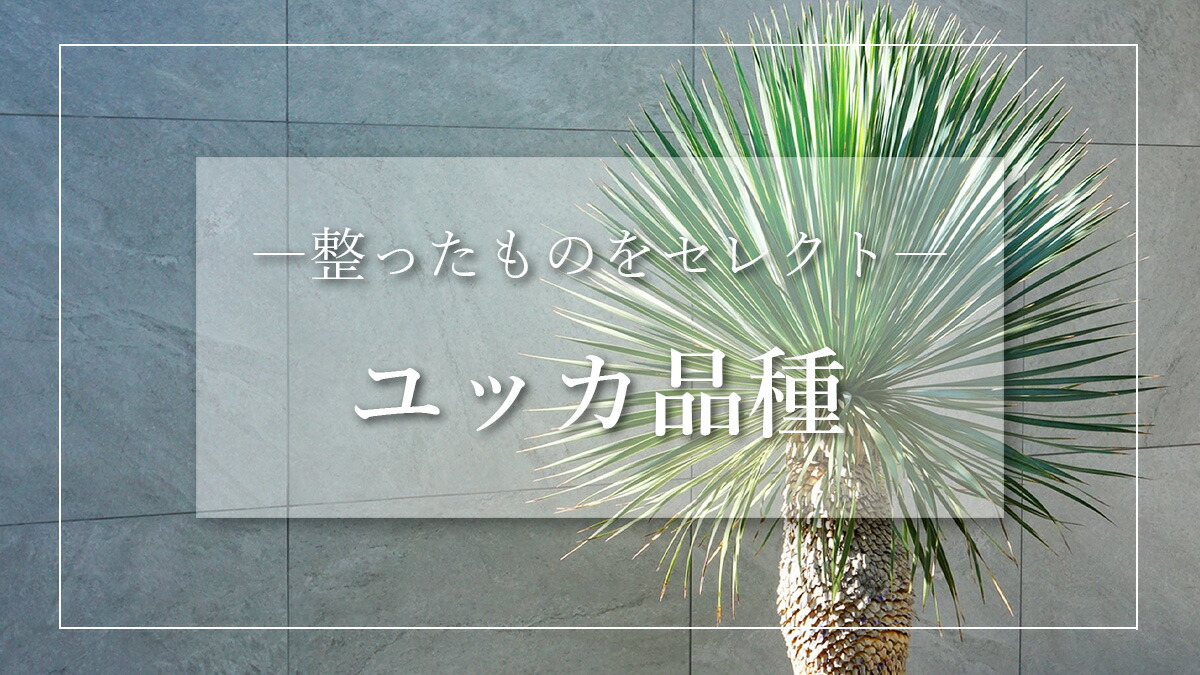 楽天市場 | にわいろSELECT - ユッカ品種