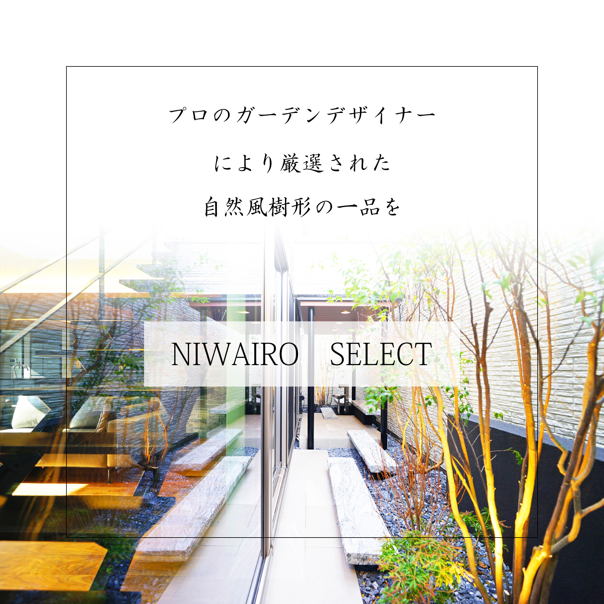 楽天市場】【現品】山採り【大型アセビ】白花 馬酔木 株立ち 自然風樹