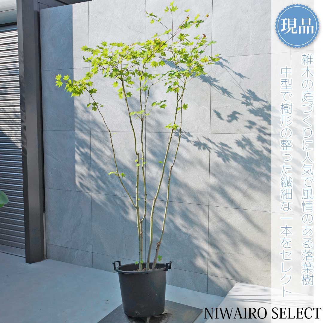 楽天市場】【現品】山採り【コハウチワカエデ】小羽団扇楓 株立ち 自然