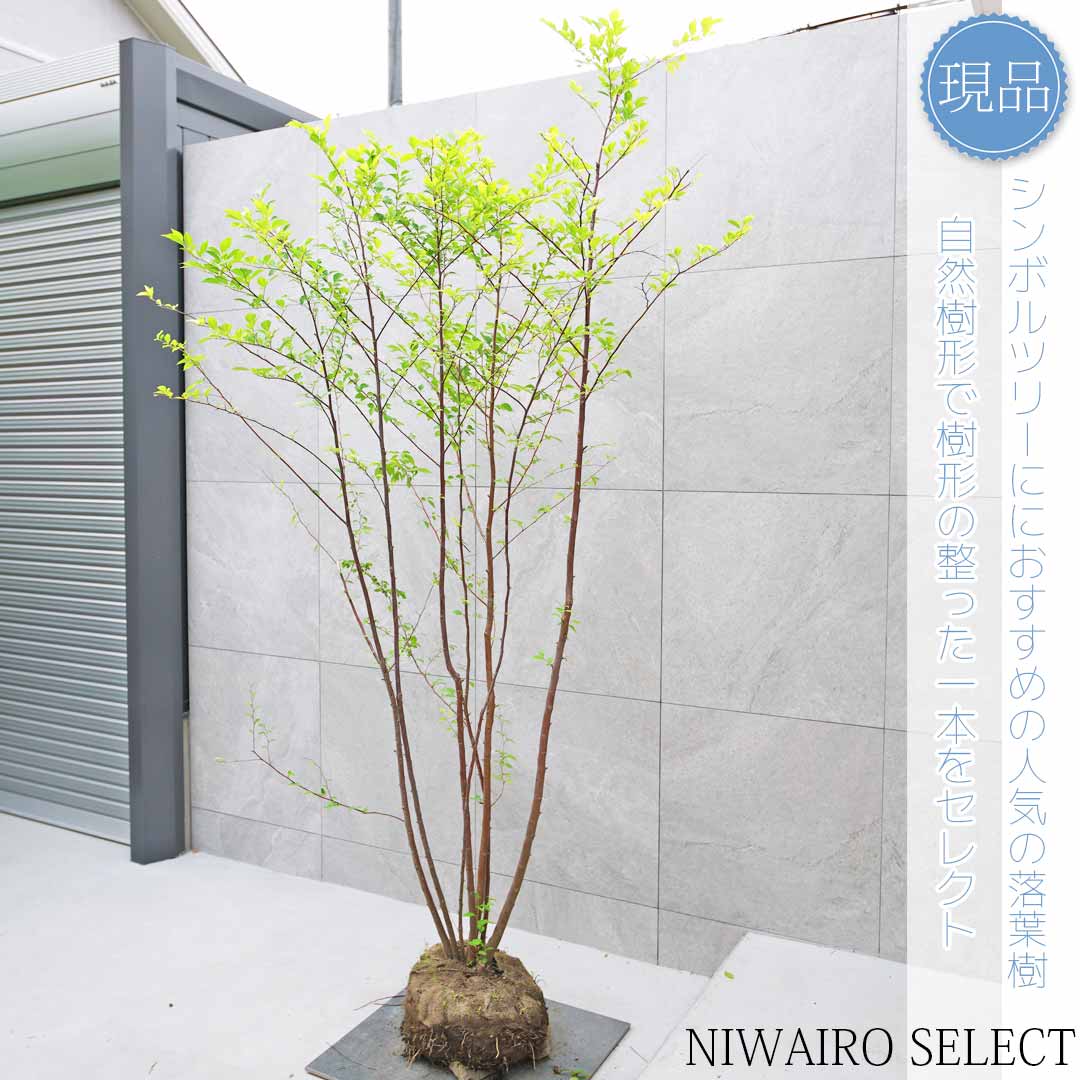 エゴノキ/株立ち【現品発送】管理80024 楽天市場】エゴノキ 株立ち 2.5