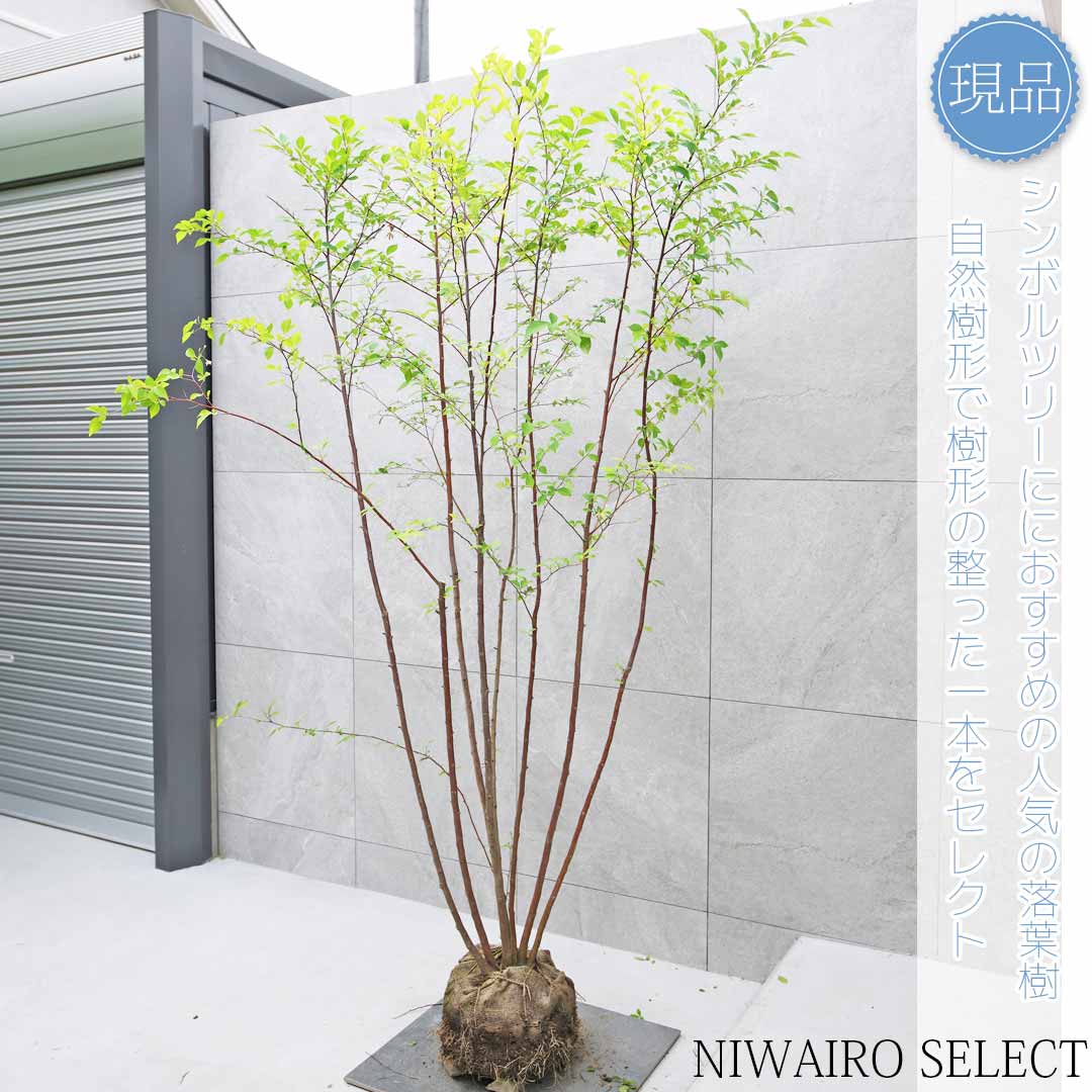 楽天市場】【現品】【エゴノキ】株立ち 自然風樹形 樹高H≒220 × 枝張W