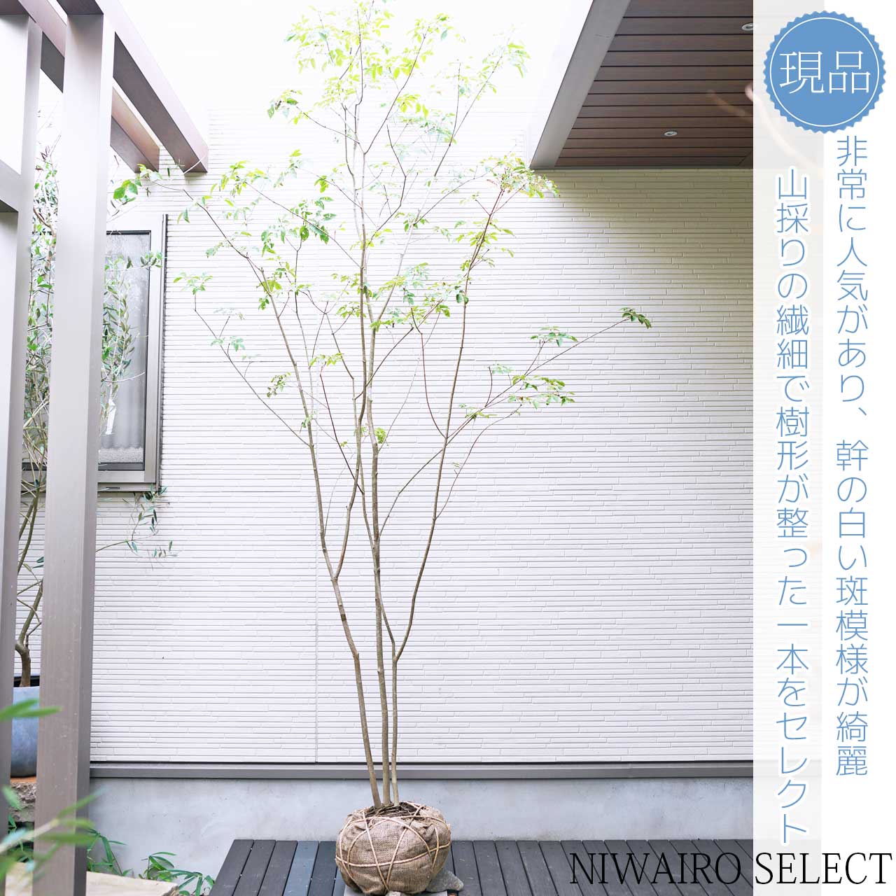 楽天市場】山採り【アオダモ】 株立ち 自然樹形 コバノトネリコ 樹高H