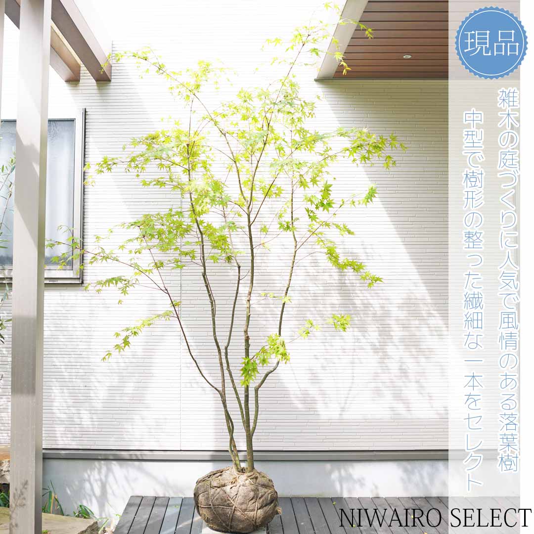 楽天市場】山採り【イロハモミジ】紅葉 株立ち 自然風樹形 樹高H≒215