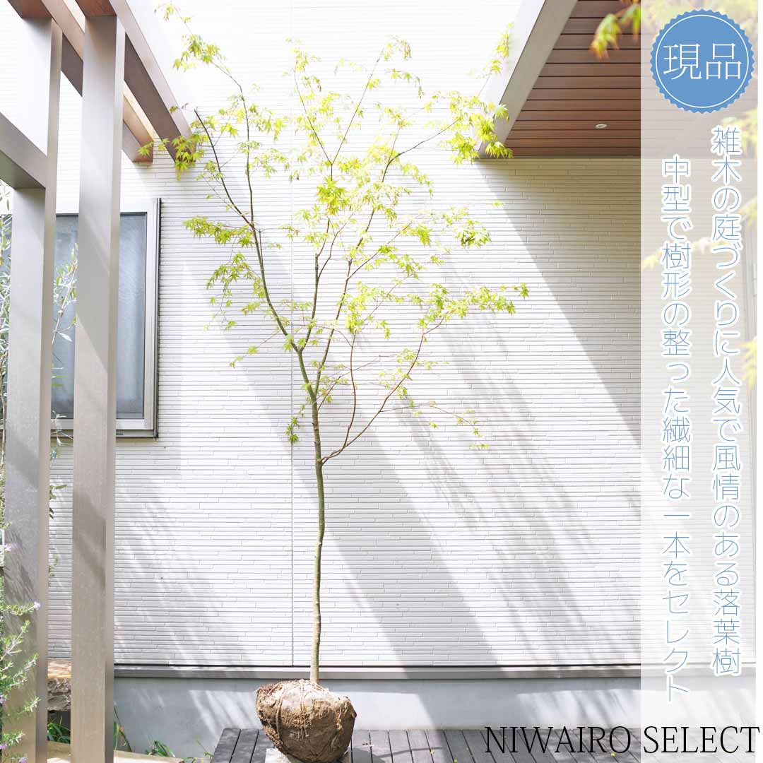 楽天市場】山採り【イロハモミジ】 紅葉 自然樹形 樹高H≒235 × 枝張W