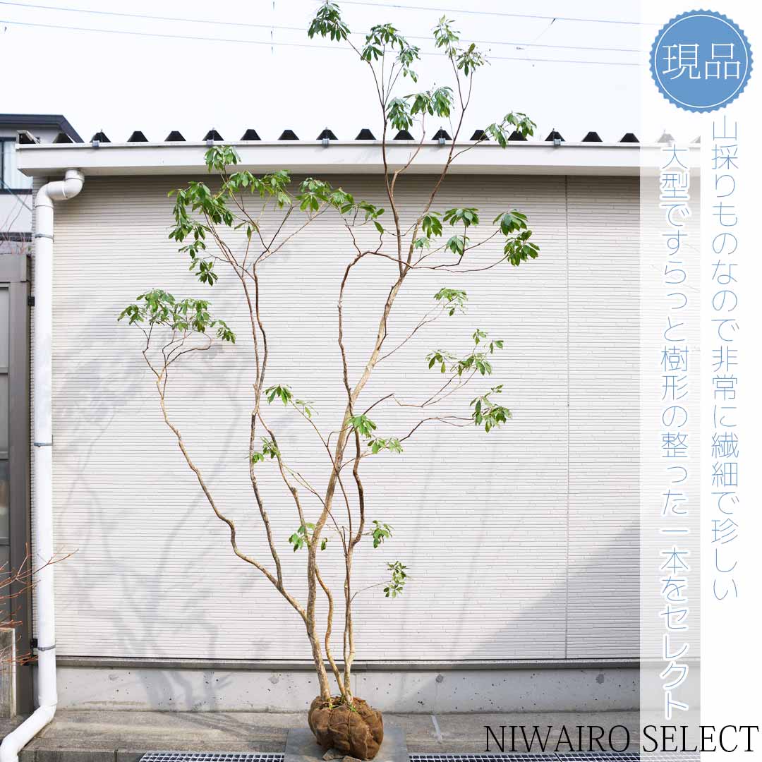 楽天市場】【現品】山採り【大型アセビ】白花 馬酔木 株立ち 自然風樹