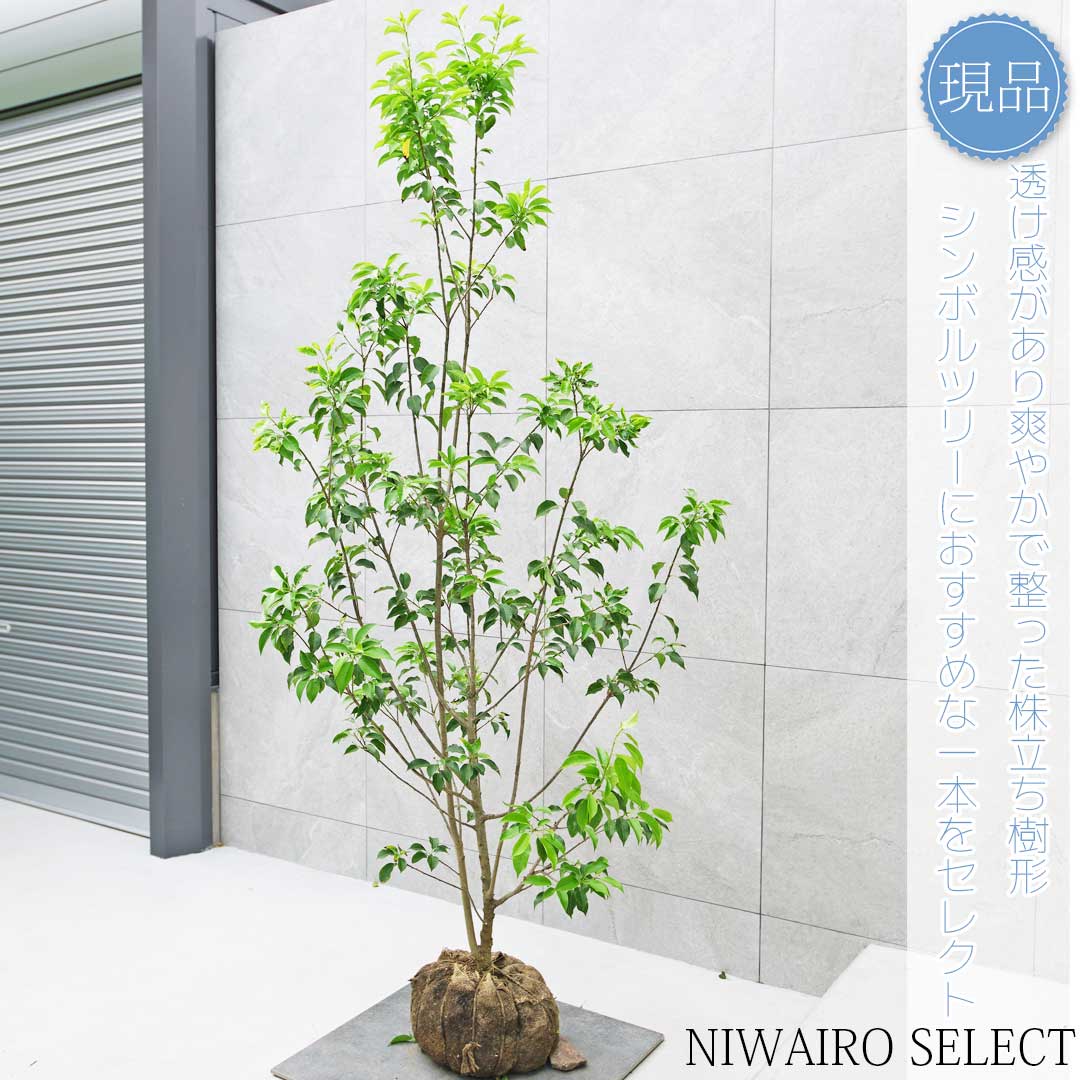 楽天市場】【現品】【ソヨゴ】本株立ち 自然風樹形 雌株 樹高H≒190