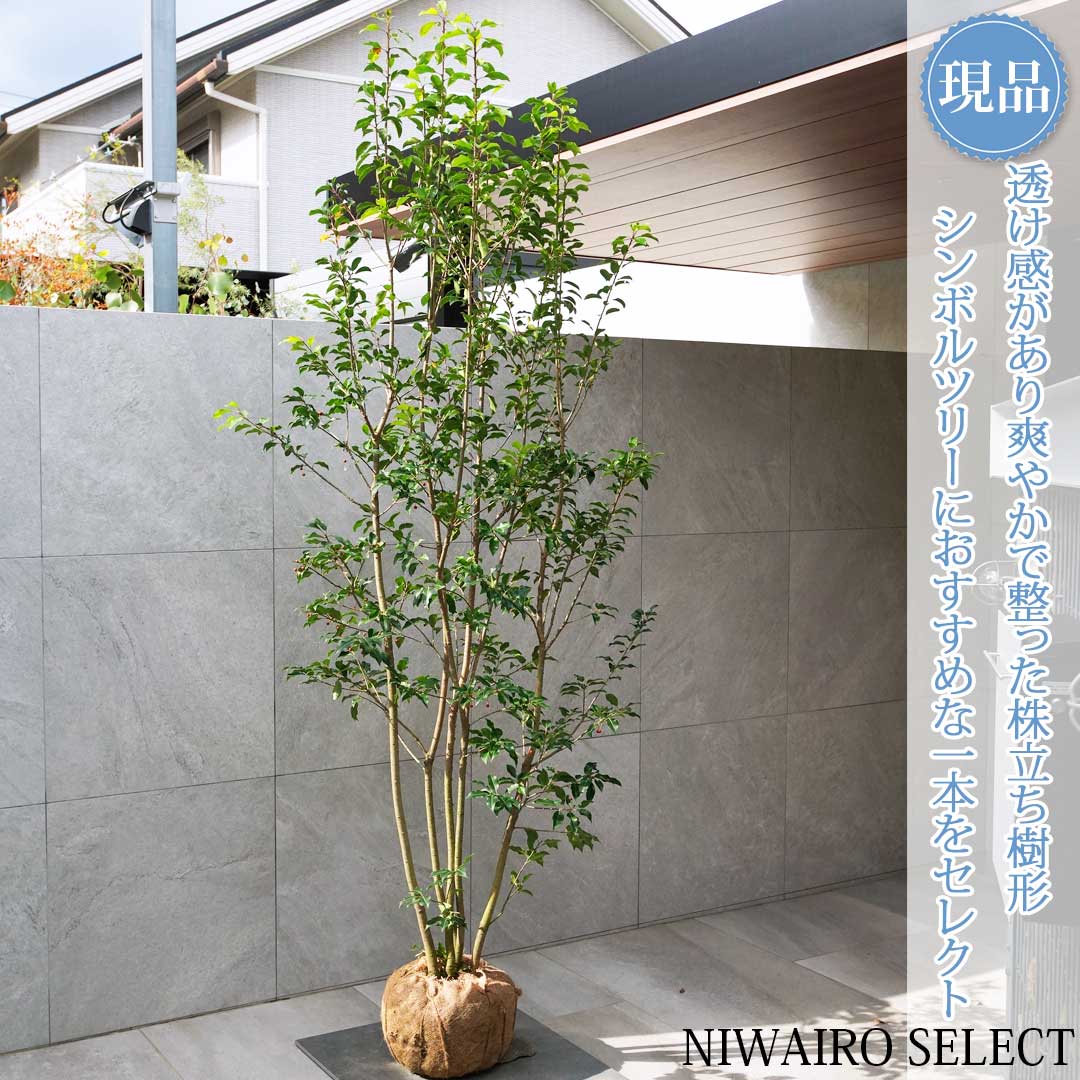 楽天市場】ソヨゴ 株立ち メス 樹高1.8〜2.0m前後(根鉢含まず) 単品