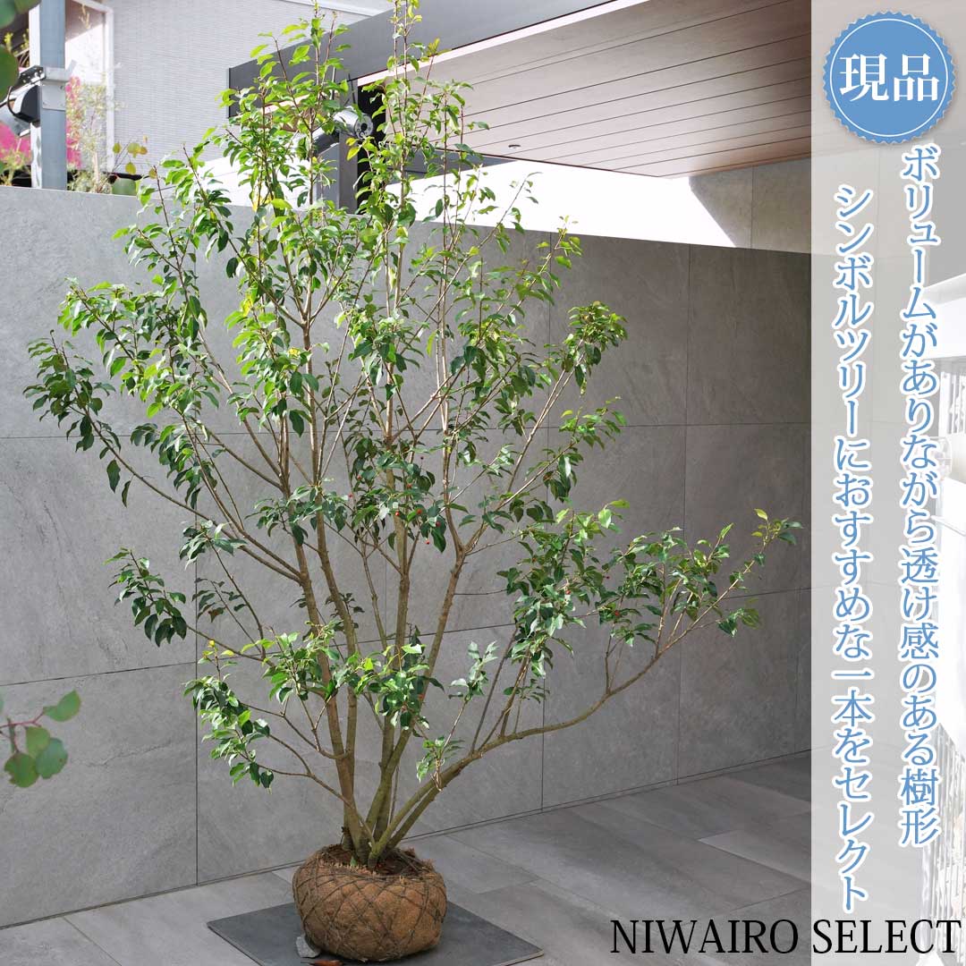 農業資材 ガーデニング ソヨゴ 植木」の人気商品一覧 | 安い商品を通販