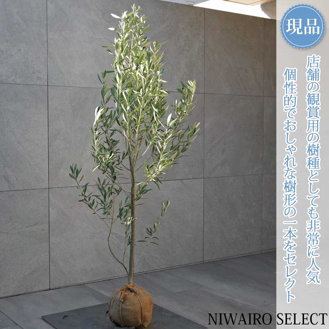 楽天市場】オリーブ シプ レッシー ノの通販