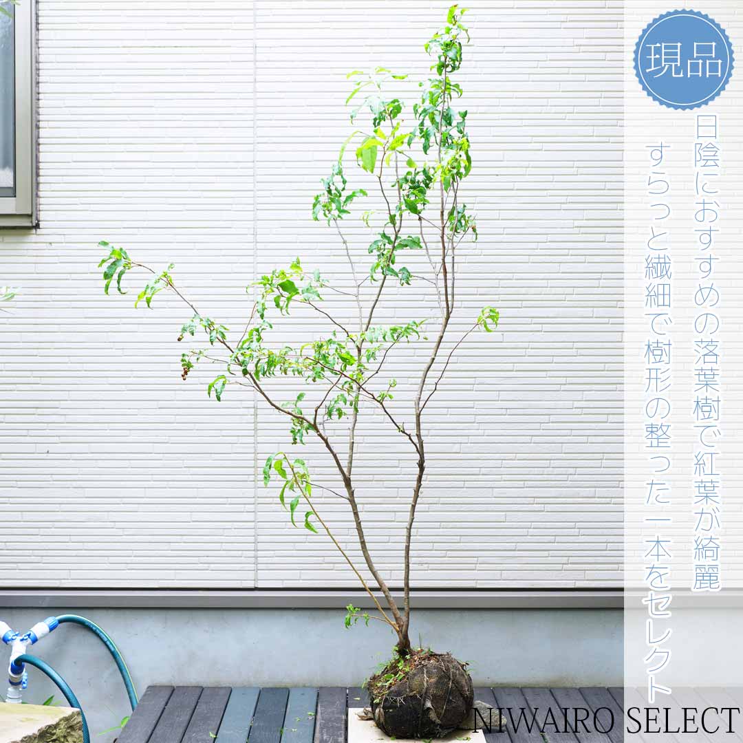 楽天市場】【現品】【ナツハゼ】 夏櫨 株立ち 自然風樹形 樹高H≒140