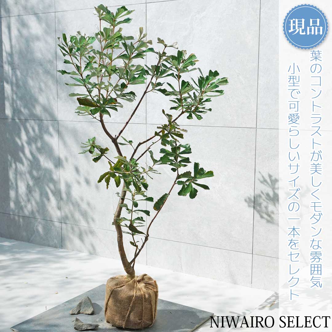 楽天市場】【現品】【バンクシア】コーストバンクシア オージー