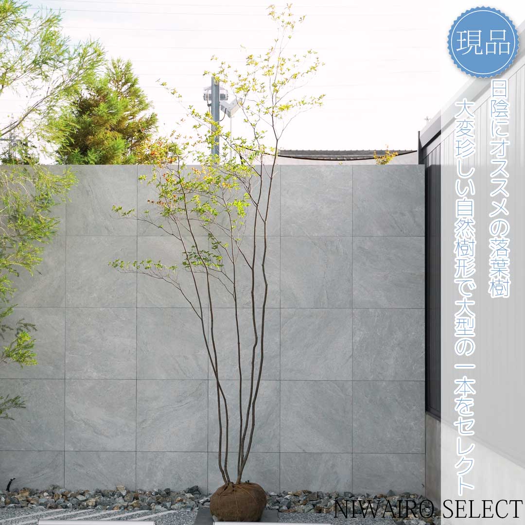 楽天市場】【現品】山採り【大型アブラツツジ】アブラドウダンツツジ