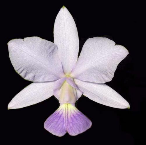 楽天市場】C. walkeriana var. coerulea ' Carmen'(OG)カトレア属