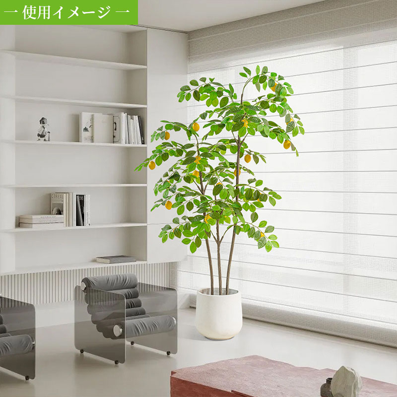 楽天市場】観葉植物 実付レモンの木 レモンの木 レモン 90/120/140/160