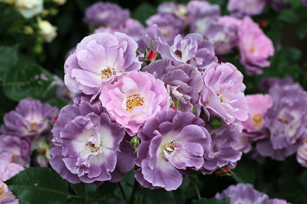 楽天市場】ブルー・フォー・ユー（大苗）7号鉢植え 四季〜返り咲き 中