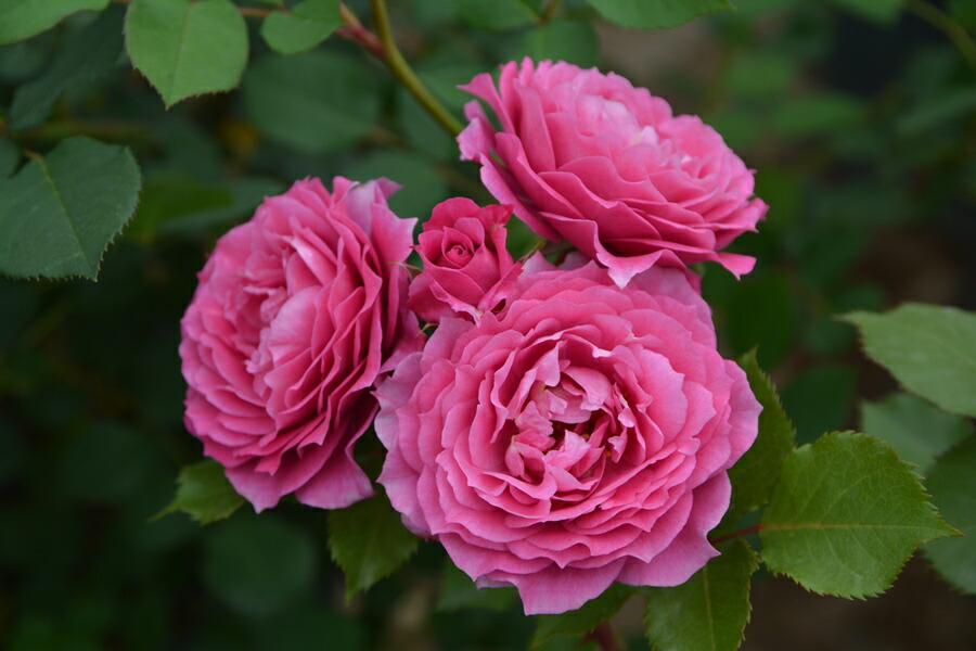 楽天市場】パルミラ（大苗）7号鉢植え バラ苗 ロサ・オリエンティス