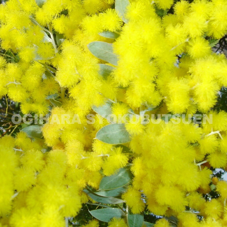 楽天市場】パールアカシア : おぎはら植物園