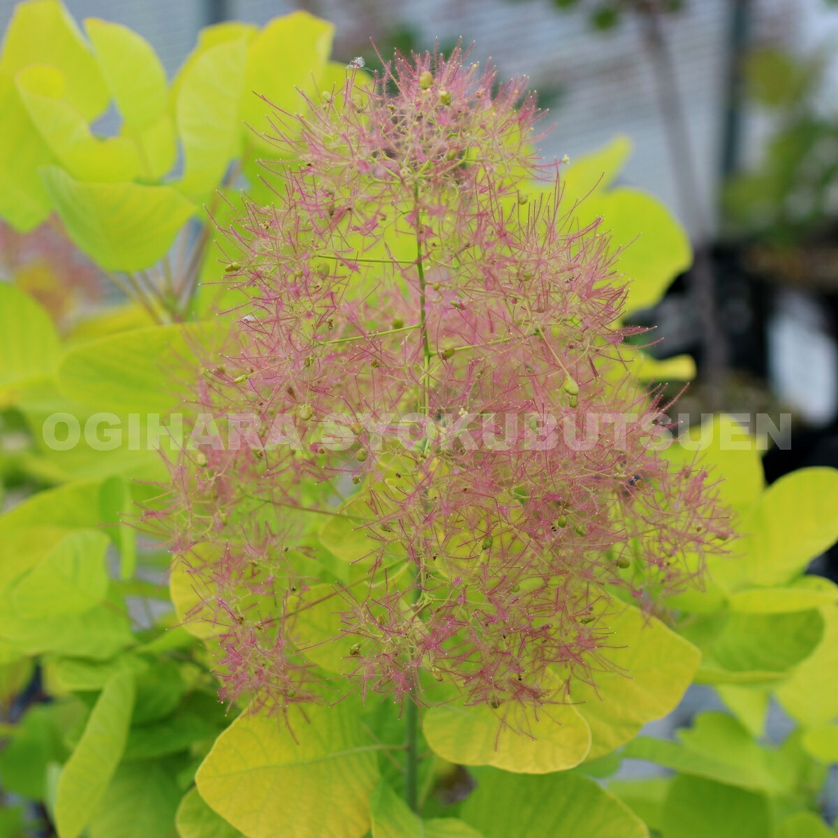 楽天市場】スモークツリー 'ゴールデン スピリット'(PVP) : おぎはら植物園