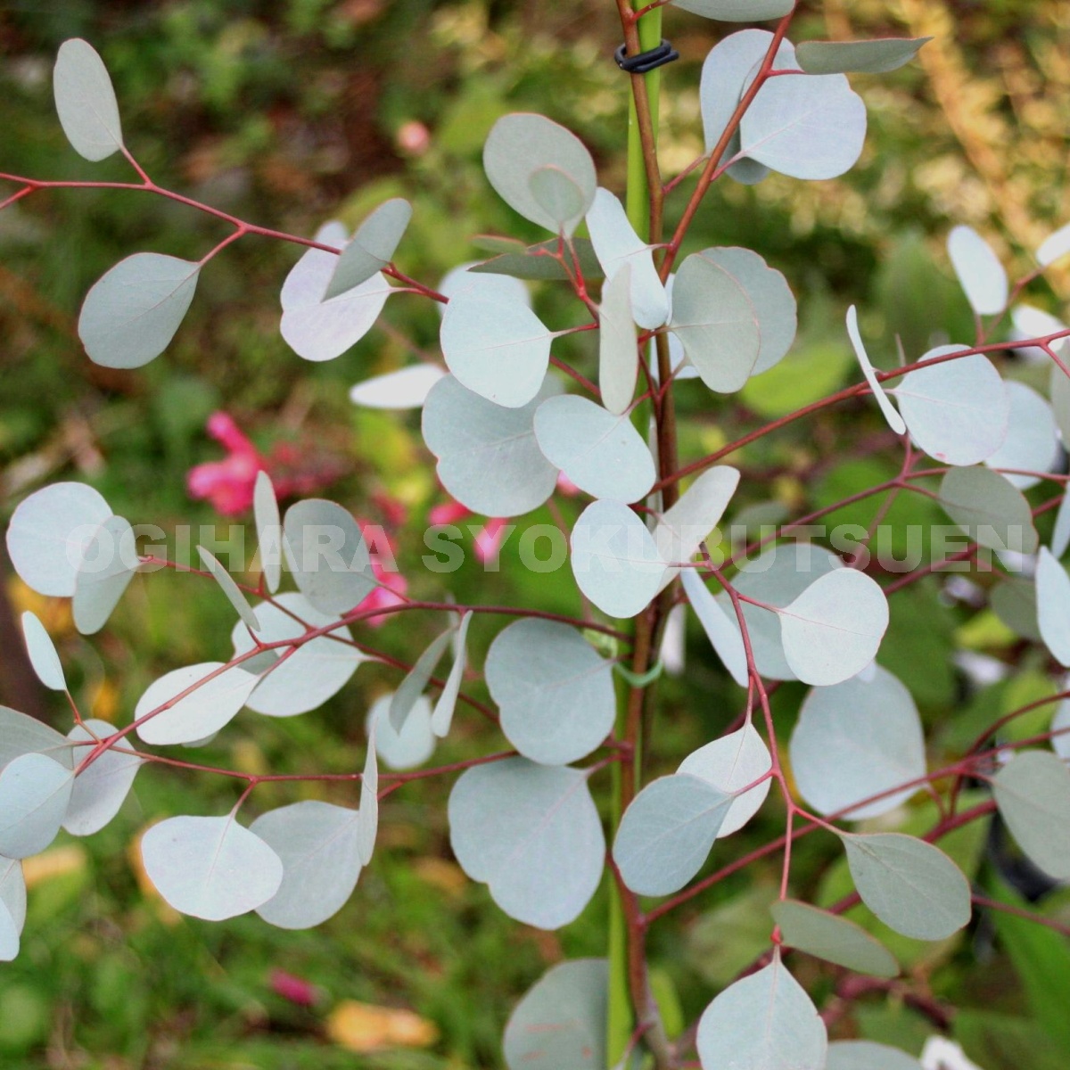 ポポラス 苗」の人気商品一覧 | 安い商品を通販サイトから探す - 価格.com