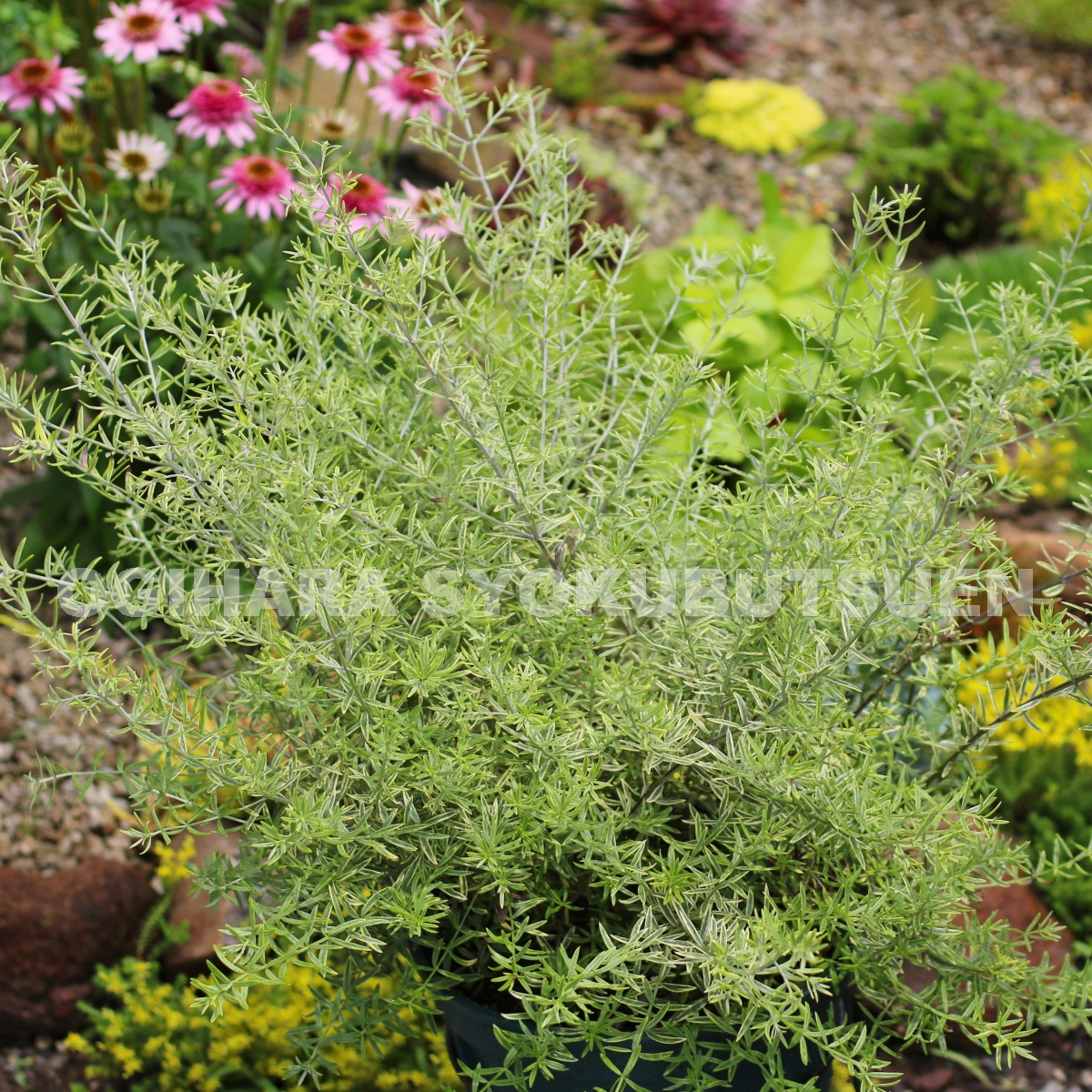 楽天市場】ウエストリンギア 'モーニング ライト' : おぎはら植物園