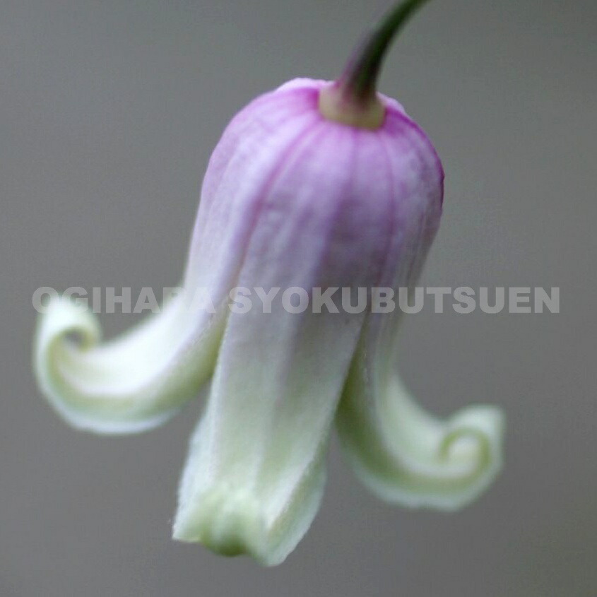 楽天市場】クレマチス バーシカラー 2年苗 : おぎはら植物園