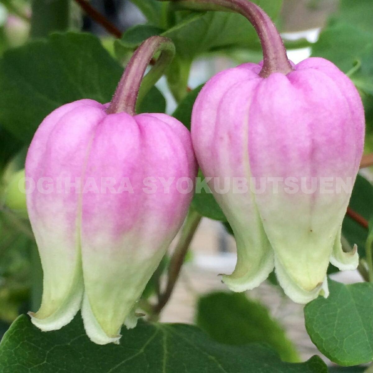 楽天市場】クレマチス バーシカラー 2年苗 : おぎはら植物園