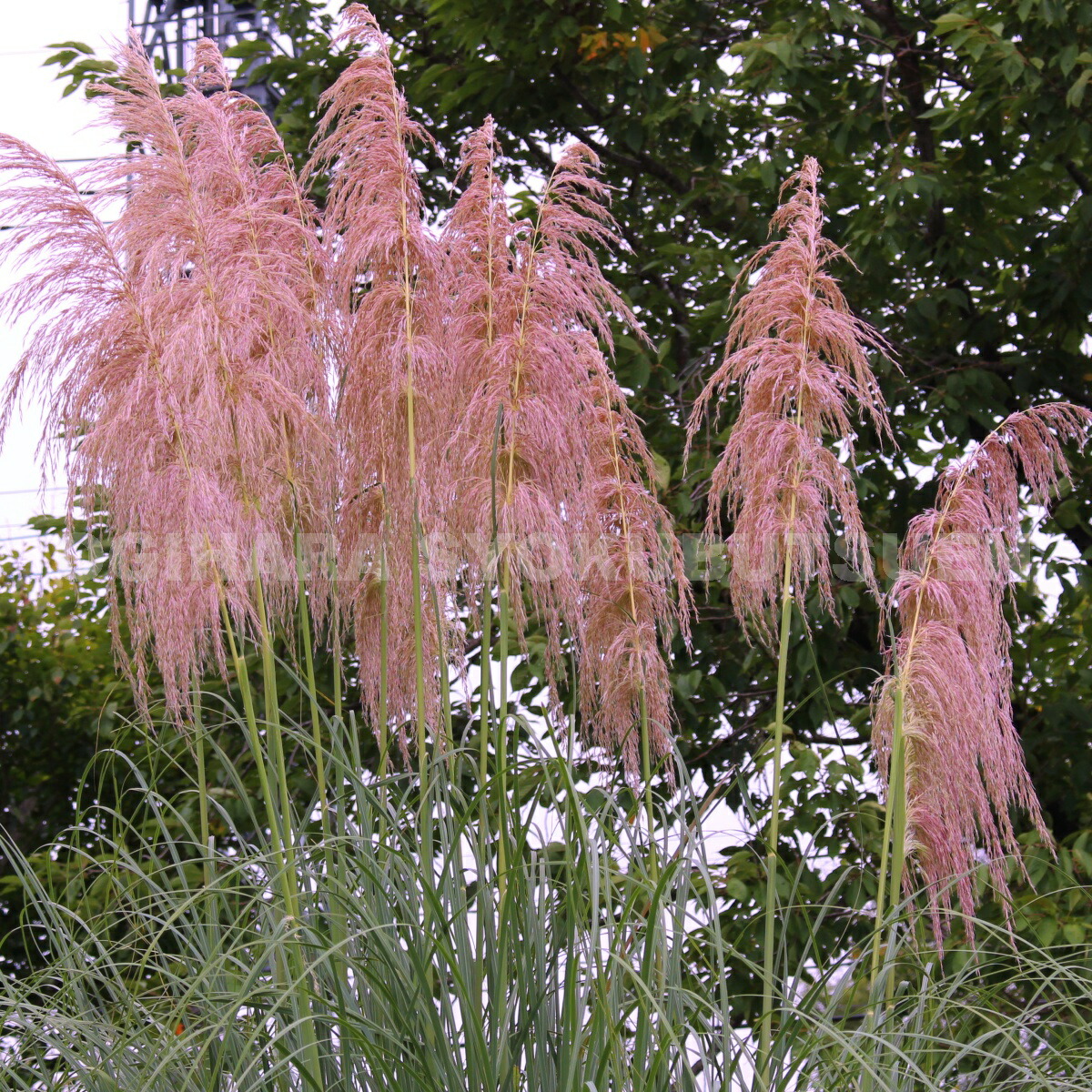 楽天市場】グラス パンパスグラス ピンク : おぎはら植物園