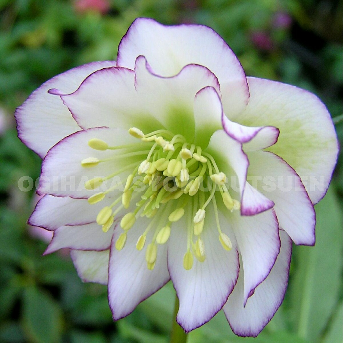 楽天市場】クリスマスローズ 'フローレンス ピコティ'（メリクロン小苗