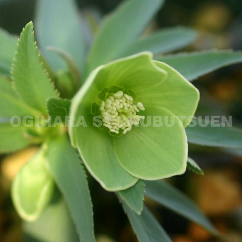 楽天市場】クリスマスローズ デュメトラム : おぎはら植物園