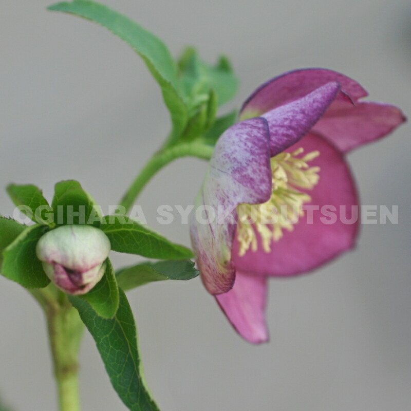 楽天市場】クリスマスローズ リバーシブル系（シングル）大苗 : お