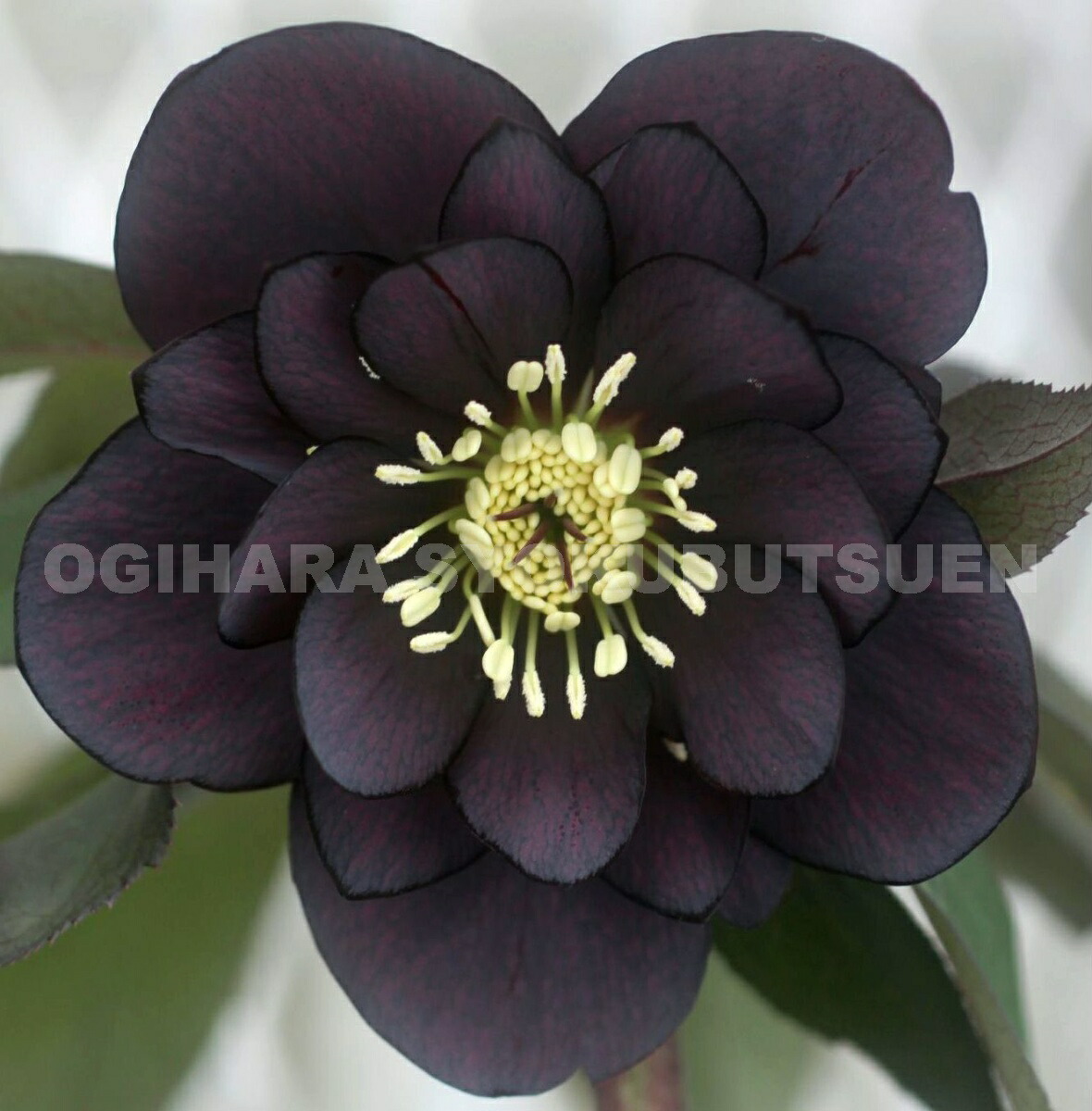楽天市場】クリスマスローズ ブラック ダブル 大苗 : おぎはら植物園