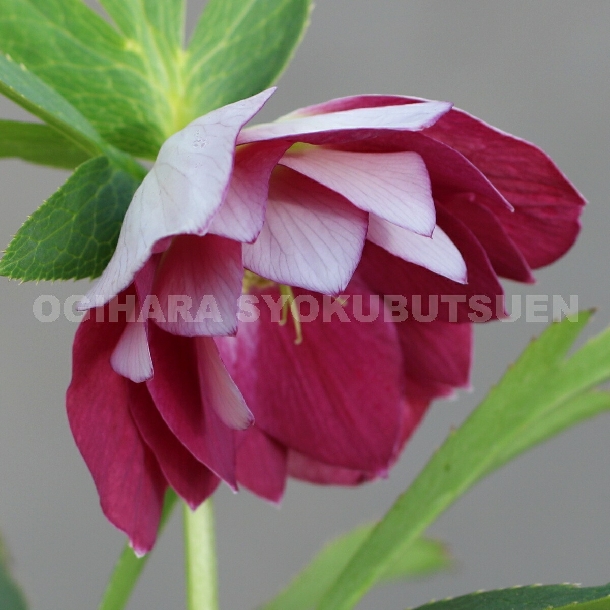 楽天市場】クリスマスローズ リバーシブル ダブル 大苗 : おぎはら植物園