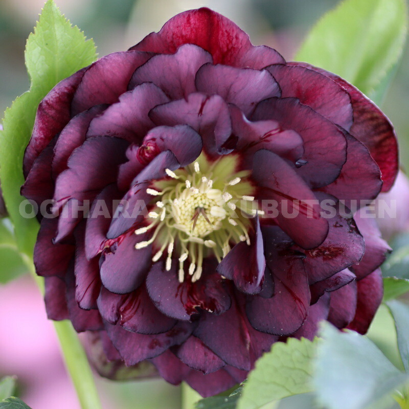 楽天市場】クリスマスローズ 多弁ダブル パープル系 大苗 : おぎはら植物園