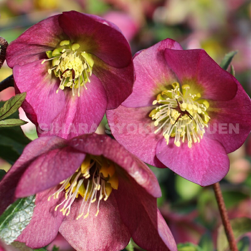 楽天市場】クリスマスローズ 'ラベンダー ピンク' 大苗（4.5号） : お