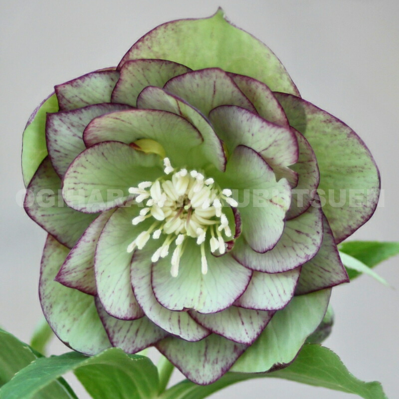 楽天市場】クリスマスローズ グリーン ピコティ ダブル 大苗 : お