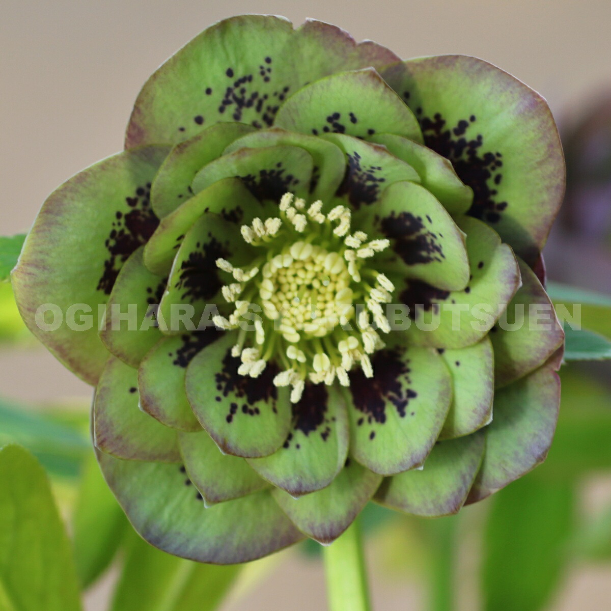 楽天市場】クリスマスローズ グリーン スポット ダブル 大苗 : お