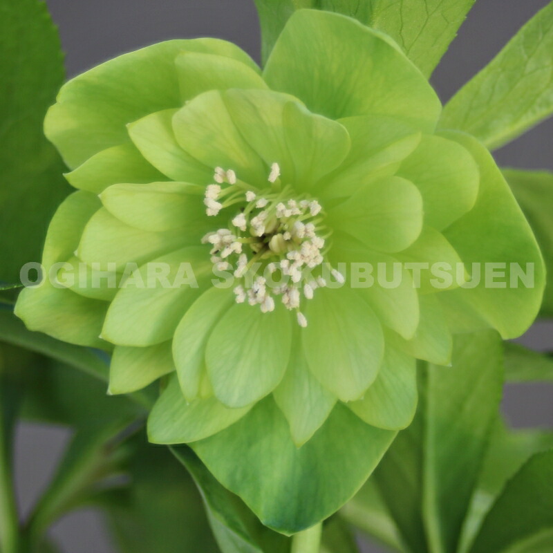 楽天市場】クリスマスローズ グリーン ダブル 大苗 : おぎはら植物園