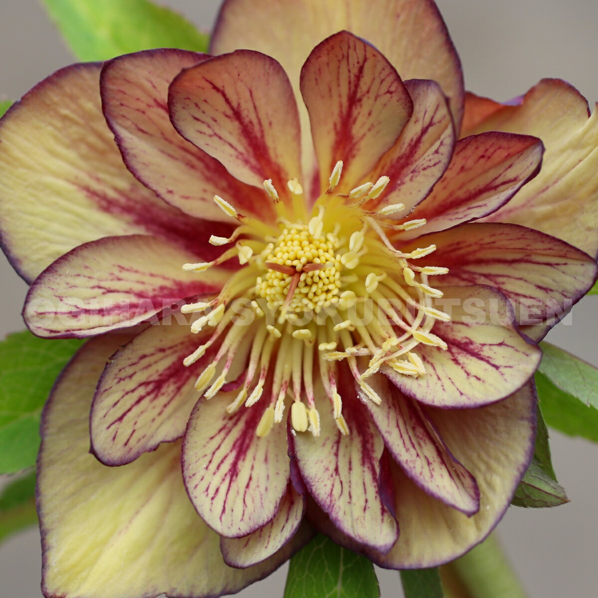 楽天市場】クリスマスローズ ネオン ダブル 大苗 : おぎはら植物園