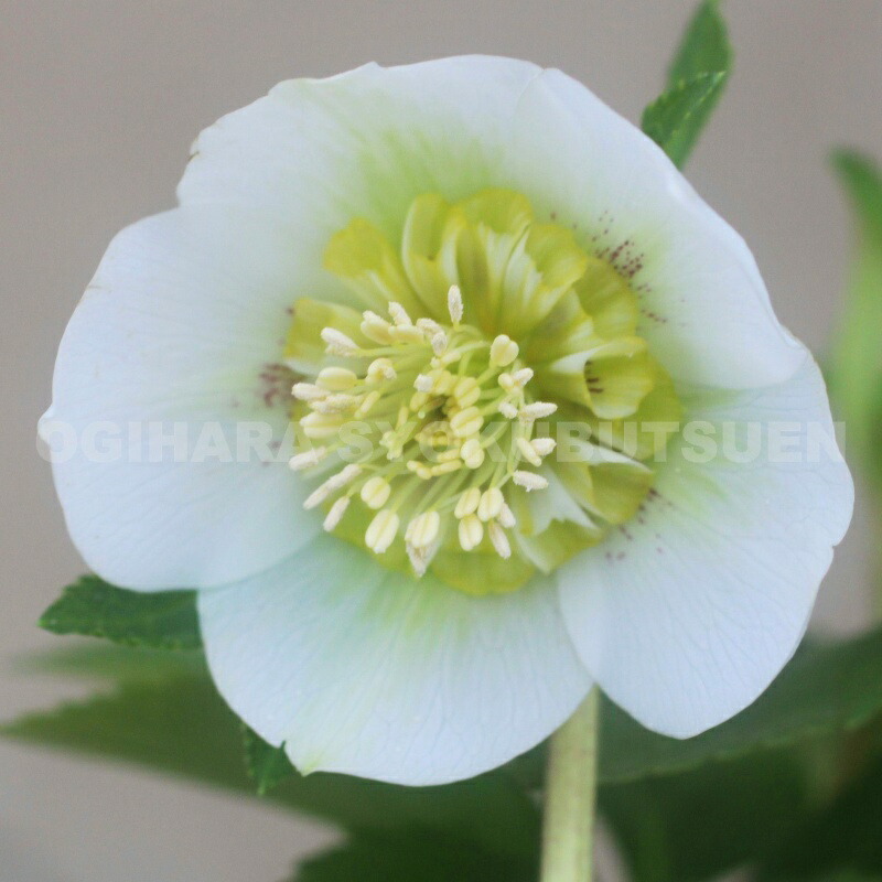 楽天市場】クリスマスローズ ホワイト セミダブル系 （実生小苗） : お