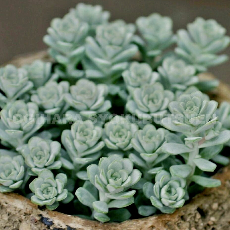 楽天市場】白雪ミセバヤ : おぎはら植物園