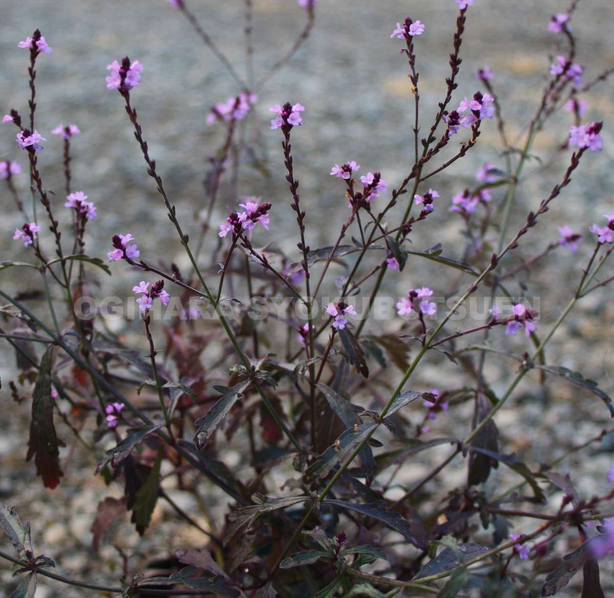 楽天市場】バーベナ 'バンプトン' : おぎはら植物園