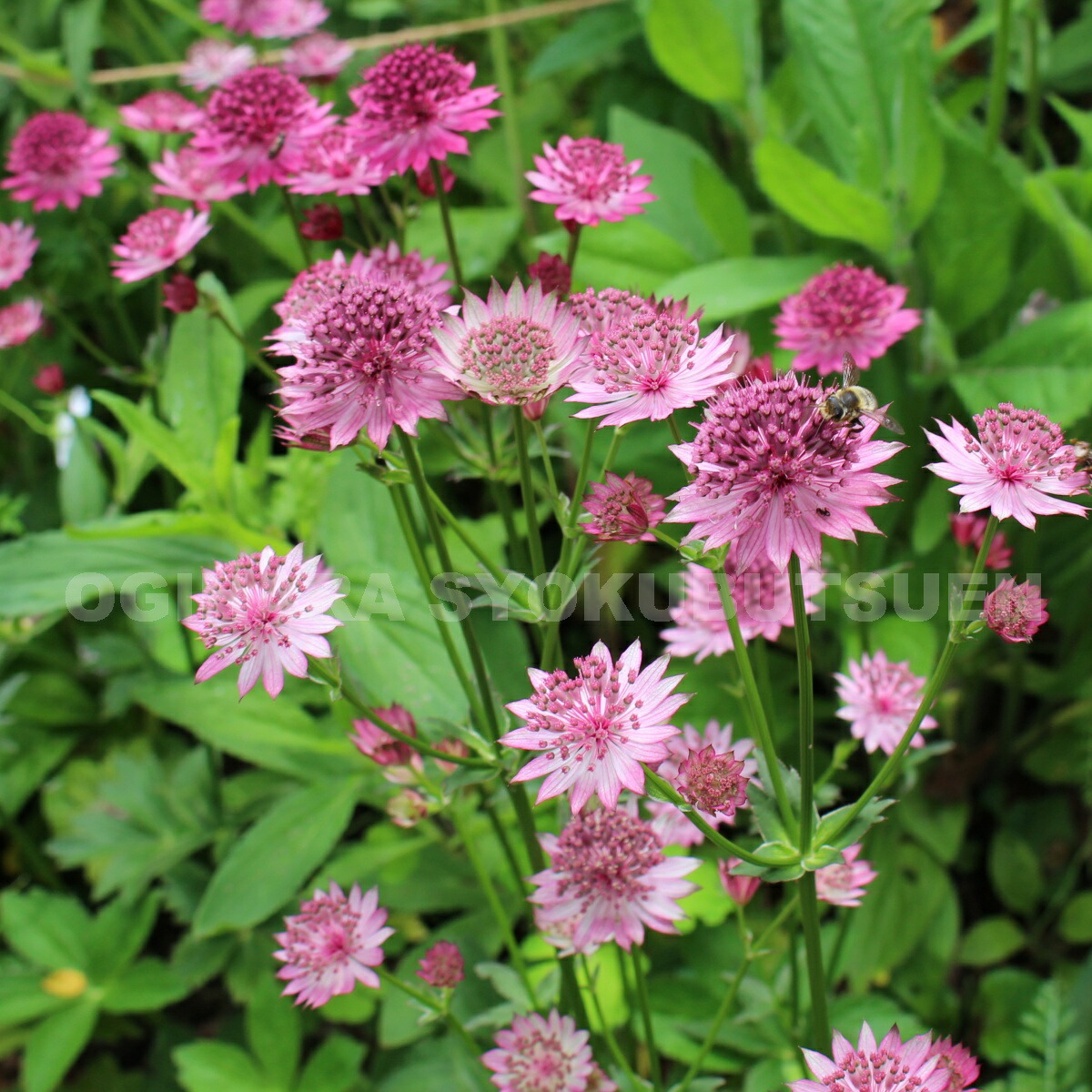 楽天市場】アストランティア 'ローマ' : おぎはら植物園