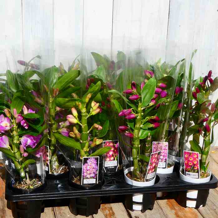 楽天市場】蘭 デンドロビューム 3号鉢 ヒメザクラ フジッコ ギフト