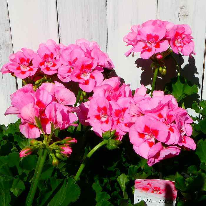 楽天市場】栄養系ゼラニウム アメリカーナNEO ピンクスプラッシュ 5号