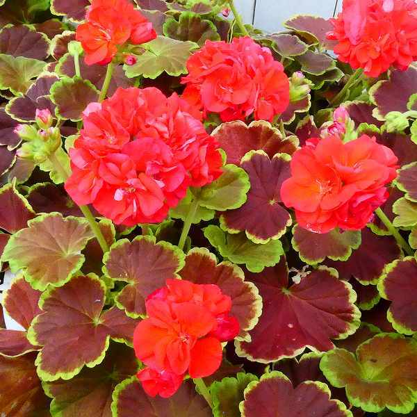 楽天市場】ゼラニウム 苗 ファンシーリーフ キャラメル 4号 八重咲き