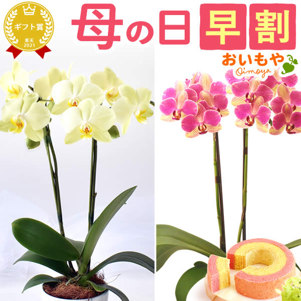 楽天市場】＼48時間限定クーポン！／ 母の日 プレゼント 早割 花 生花
