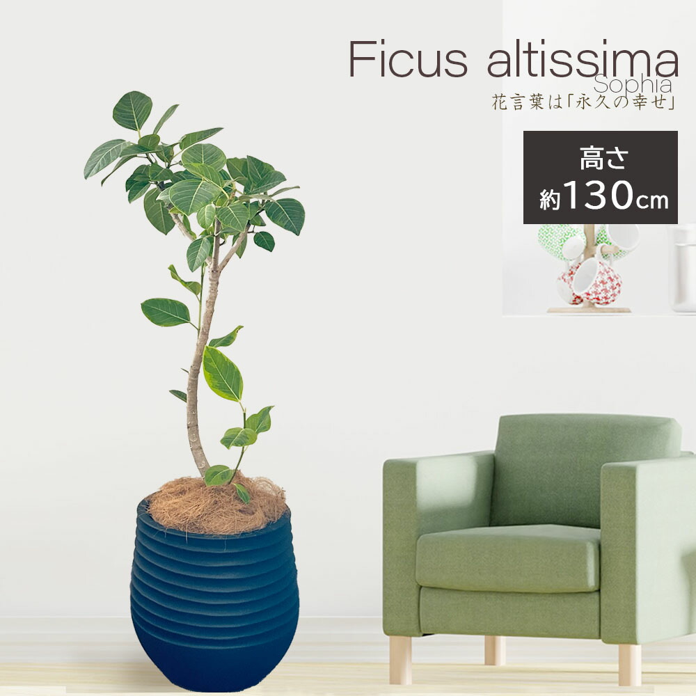 楽天市場】観葉植物 大型 ゴムの木 フィカス アルテシマ 幹曲がり