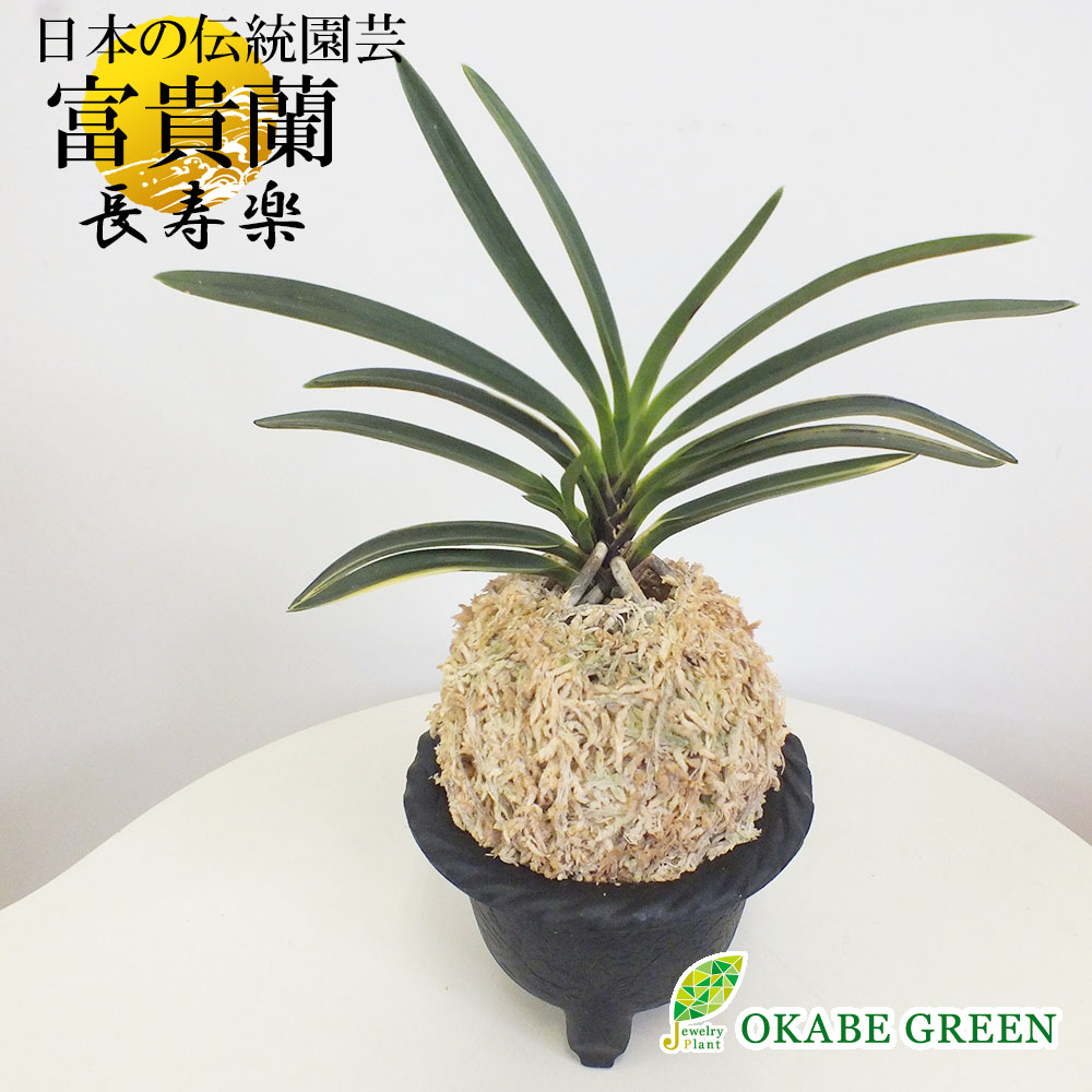 楽天市場】富貴蘭 風蘭 蘭 長寿楽 【現品】 チョウジュラク 2本立 限品