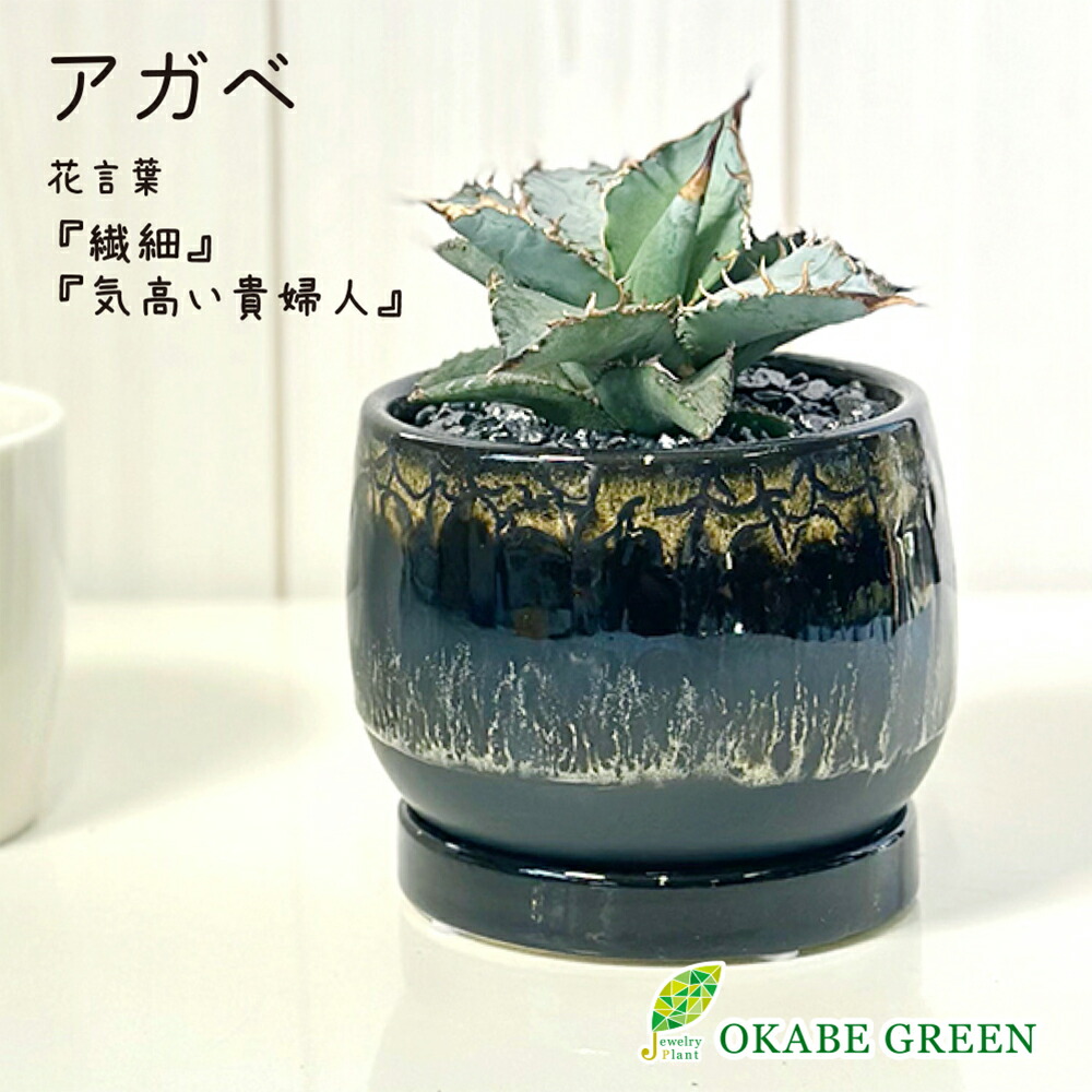 楽天市場】【2個同時購入10％OFFクーポン配布中】 観葉植物 小さい